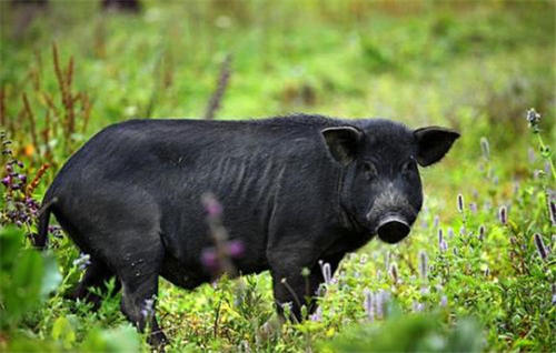 發酵飼料為什么能夠提高動物肉品質，應用研究可以證實